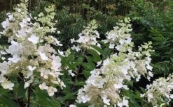 Kyushu Hydrangea - 3 Gallon Pot -FloraHaven Shop Hydrangea Chantilly Lace 1