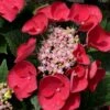 Cherry Explosion Hydrangea - 3 Gallon Pot 1 Cherry Explosion Hydrangea - 3 Gallon Pot -FloraHaven Shop Hydrangea Cherry Explosion 1