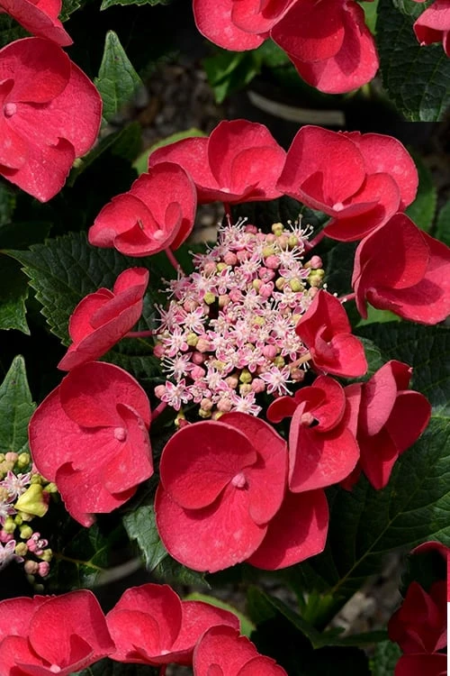 Cherry Explosion Hydrangea - 3 Gallon Pot 3 Cherry Explosion Hydrangea - 3 Gallon Pot
