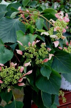 Rose Sensation Pink Climbing Hydrangea Vine - 1 Gallon Pot -FloraHaven Shop Hydrangea Climbing Rose Sensation 2