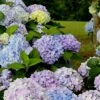 Dear Dolores Hydrangea - 3 Gallon Pot -FloraHaven Shop Hydrangea Dear Delores 500x750 1