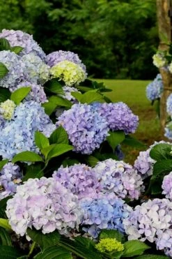FloraHaven Shop 37 Dear Dolores Hydrangea - 3 Gallon Pot