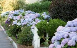 Dear Dolores Hydrangea - 1 Gallon Pot -FloraHaven Shop Hydrangea Dear Dolores Garden Planting 2