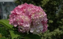 Dear Dolores Hydrangea - 1 Gallon Pot -FloraHaven Shop Hydrangea Dear Dolores Pink 2