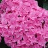 Double Delights Perfection Hydrangea - 2 Gallon Pot -FloraHaven Shop Hydrangea Double DEelights Perfection 2