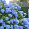 Endless Summer Hydrangea Original - 3 Gallon Pot -FloraHaven Shop Hydrangea Endless Summer 500x750 1