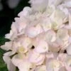 Blushing Bride Endless Summer Hydrangea - 3 Gallon Pot 1 Blushing Bride Endless Summer Hydrangea - 3 Gallon Pot -FloraHaven Shop Hydrangea Endless Summer Blushing Bride 500x750 2