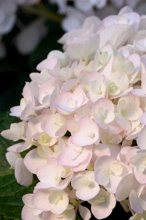 Blushing Bride Endless Summer Hydrangea - 3 Gallon Pot 3 Blushing Bride Endless Summer Hydrangea - 3 Gallon Pot