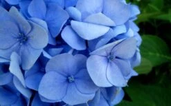Endless Summer Hydrangea Original - 7 Gallon Pot -FloraHaven Shop Hydrangea Endless Summer Closeup 2 2