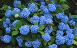 Endless Summer Hydrangea Original - 3 Gallon Pot -FloraHaven Shop Hydrangea Endless Summer Closeup 3