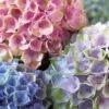 Everlasting Revolution Hydrangea - 1 Gallon Pot 2 Everlasting Revolution Hydrangea - 1 Gallon Pot -FloraHaven Shop Hydrangea Everlasting Revolution 1