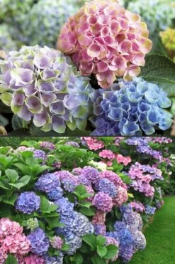 Everlasting Revolution Hydrangea - 3 Gallon Pot -FloraHaven Shop Hydrangea Everlasting Revolution 2 1