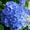 Glory Blue Hydrangea - 3 Gallon Pot -FloraHaven Shop Hydrangea Glory Blue 10