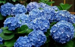 Glory Blue Hydrangea - 3 Gallon Pot 9 Glory Blue Hydrangea - 3 Gallon Pot -FloraHaven Shop Hydrangea Glory Blue 11