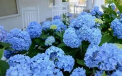 Nikko Blue Hydrangea - 2 Gallon Pot -FloraHaven Shop Hydrangea Glory Blue Shrub 2 1