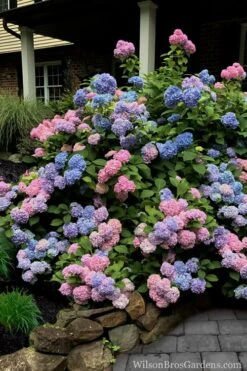 L.A. Dreamin Hydrangea - 3 Gallon Pot -FloraHaven Shop Hydrangea LA Dreamin 5