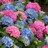 L.A. Dreamin Hydrangea - 3 Gallon Pot -FloraHaven Shop Hydrangea LA Dreamin 500x750 1