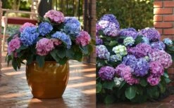 L.A. Dreamin Hydrangea - 3 Gallon Pot -FloraHaven Shop Hydrangea LA Dreamin Blooms 2