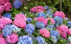 L.A. Dreamin Hydrangea - 3 Gallon Pot -FloraHaven Shop Hydrangea LA Dreamin Blooms