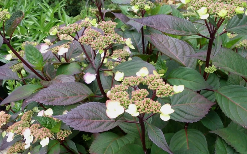 Lady In Red Hydrangea - 3 Gallon Pot 7 Lady In Red Hydrangea - 3 Gallon Pot - Image 5