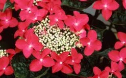 Lady In Red Hydrangea - 3 Gallon Pot 12 Lady In Red Hydrangea - 3 Gallon Pot -FloraHaven Shop Hydrangea Lady In Red Flower Closeup
