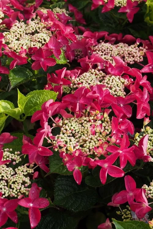 Lady In Red Hydrangea - 3 Gallon Pot 3 Lady In Red Hydrangea - 3 Gallon Pot