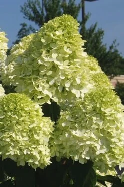 Limelight PeeGee Hydrangea - 7 Gallon Pot (3-4') 17 Limelight PeeGee Hydrangea - 7 Gallon Pot (3-4') -FloraHaven Shop Hydrangea Limelight 101