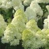 Limelight PeeGee Hydrangea - 3 Gallon Pot -FloraHaven Shop Hydrangea Limelight 107 1