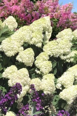 Limelight PeeGee Hydrangea - 7 Gallon Pot (3-4') 19 Limelight PeeGee Hydrangea - 7 Gallon Pot (3-4') -FloraHaven Shop Hydrangea Limelight 110