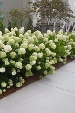 Limelight PeeGee Hydrangea - 6 Pack Of 1 Gallon Pots -FloraHaven Shop Hydrangea Limelight 20 1