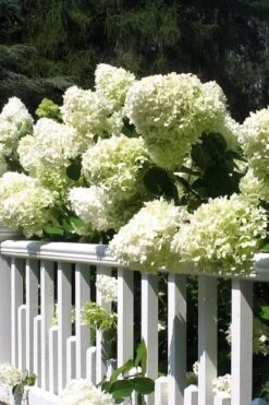 Limelight PeeGee Hydrangea - 1 Gallon Pot -FloraHaven Shop Hydrangea Limelight 21 1