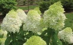 Limelight PeeGee Hydrangea - 1 Gallon Pot -FloraHaven Shop Hydrangea Limelight Flowers