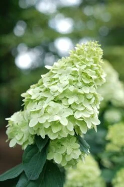 Limelight Prime Hydrangea - 3 Gallon Pot -FloraHaven Shop Hydrangea Limelight Prime 1