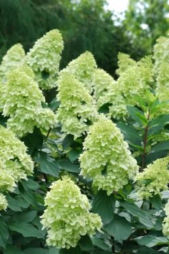 Limelight Prime Hydrangea - 3 Gallon Pot -FloraHaven Shop Hydrangea Limelight Prime 4