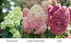 Limelight Prime Hydrangea - 2 Gallon Pot 11 Limelight Prime Hydrangea - 2 Gallon Pot -FloraHaven Shop Hydrangea Limelight Prime 6 1