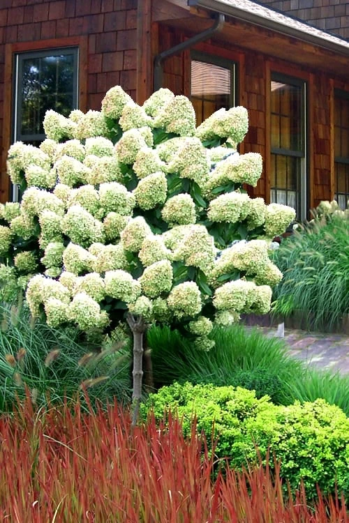 FloraHaven Shop 60 FloraHaven Shop -FloraHaven Shop Hydrangea Limelight Standard Tree Form 2