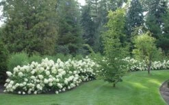 Limelight PeeGee Hydrangea - 3 Gallon Pot -FloraHaven Shop Hydrangea Limelight hedge natural 2