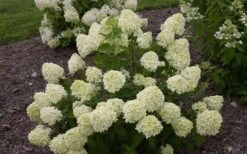 Little Lime Hydrangea - 2 Gallon Pot 15 Little Lime Hydrangea - 2 Gallon Pot -FloraHaven Shop Hydrangea Little Lime 1 1
