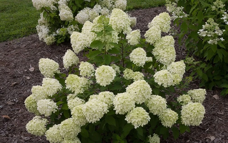 Little Lime Hydrangea - 3 Gallon Pot 9 Little Lime Hydrangea - 3 Gallon Pot - Image 7