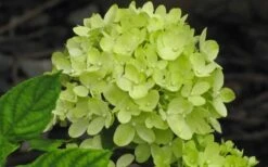 Little Lime Hydrangea - 3 Gallon Pot 12 Little Lime Hydrangea - 3 Gallon Pot -FloraHaven Shop Hydrangea Little Lime 3