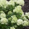 Little Lime Hydrangea - 1 Gallon Pot -FloraHaven Shop Hydrangea Little Lime 500x750 4