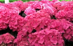 Merritts Supreme Hydrangea - 1 Gallon Pot -FloraHaven Shop Hydrangea Merrits Supreme Pink 12