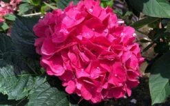 Merritts Supreme Hydrangea - 1 Gallon Pot -FloraHaven Shop Hydrangea Merrits Supreme Pink 13