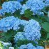 Mini Penny Hydrangea - 1 Gallon Pot 1 Mini Penny Hydrangea - 1 Gallon Pot -FloraHaven Shop Hydrangea Mini Penny 1