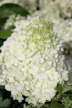 Moon Dance Hydrangea - 3 Gallon Pot -FloraHaven Shop Hydrangea Moon Dance 2 1