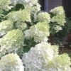 Moon Dance Hydrangea - 3 Gallon Pot 2 Moon Dance Hydrangea - 3 Gallon Pot -FloraHaven Shop Hydrangea Moon Dance 3 1