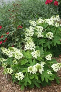 Munchkin Dwarf Oakleaf Hydrangea - 2 Gallon Pot -FloraHaven Shop Hydrangea Munchkin 11 1
