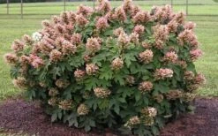 Munchkin Dwarf Oakleaf Hydrangea - 1 Gallon Pot -FloraHaven Shop Hydrangea Munchkin