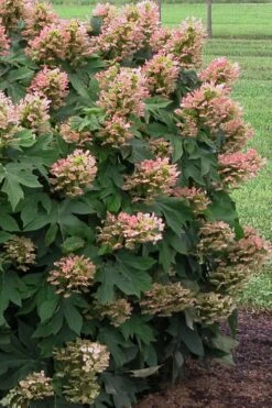 Munchkin Dwarf Oakleaf Hydrangea - 2 Gallon Pot -FloraHaven Shop Hydrangea Munchkin 500x750 2