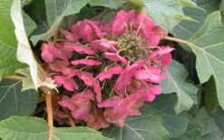 Munchkin Dwarf Oakleaf Hydrangea - 2 Gallon Pot -FloraHaven Shop Hydrangea Munchkin Bloom Closeup 1